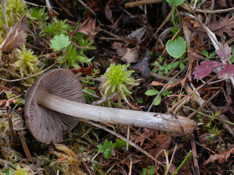 Entoloma jubatum